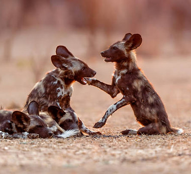 african-wild-dog-pups-in-mana-pools.jpg_s=612x612&w=0&k=20&c=MvBTkDW15_8B3DhPYsH-jAmL9eGDK