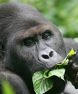 gorilla-che-mangia.jpg