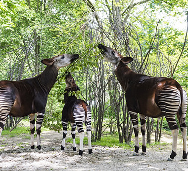 okapi_ebony_qenco_mchawi_ZOB6093.jpg