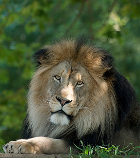 africanlion-006_0.jpg