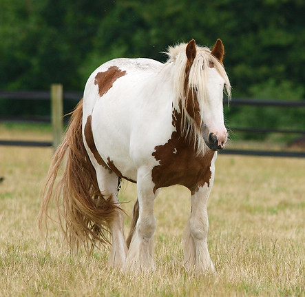 Cob-Horse-on-a-meadow.jpg