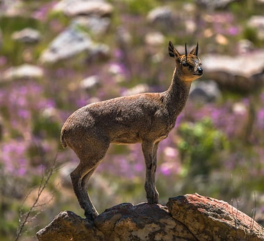 klipspringer-Cederberg.jpg