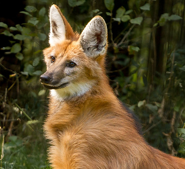 maned-wolf-lying-in-the-grass-in-front-of-trees.jpg