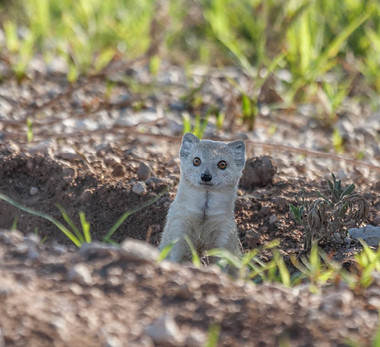yellow-mongoose-cynictis-penicillata-etosha-np-namibia.jpg_s=612x612&w=0&k=20&c=mScwX3-Q5t