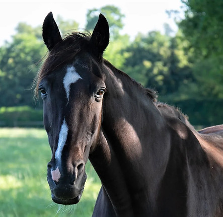 Black-Tennesee-Walking-horse.webp