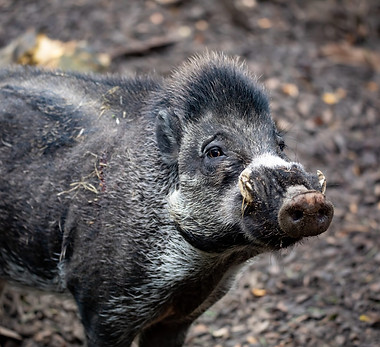 Visayan-warty-hog_shutterstock_2041614821-1.jpg