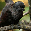 597px-Chalcopsitta_atra_-two_perching-8a-1c.jpg