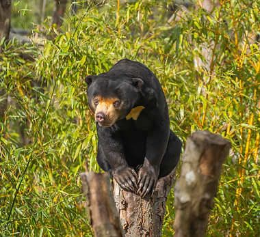 Kyra-female-sun-bear-climbing-scaled.jpg