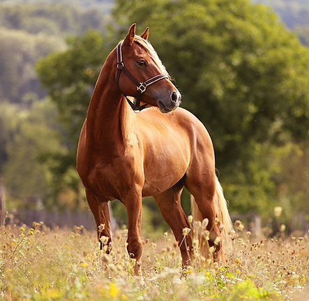 welsh-pony-artikel-1-550x508.jpg