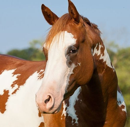 horse3.jpg