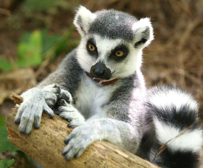 Ring-tailed-lemur-male-Bob-Karp-550x400_c.jpg