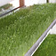 Fodder-in-Trays.jpg