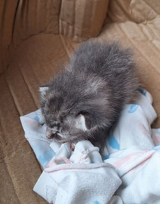 Lo rescaté debajo de unos escombros, estaba solo y la mamá nunca llegó. Tiene aproximadamente 1 semana de nacido.