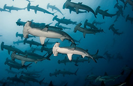 6-galapagos-h_underwater_1 (1)_edited.jpg