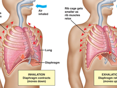 Solunumun Anatomisi: Biçim, Hacim ve Hareketin Dansı