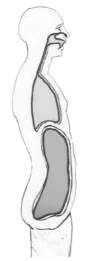 Solunumun Anatomisi2