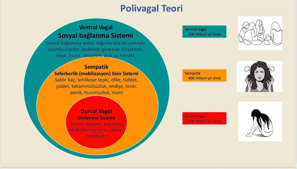 Karuna yoga workshopları-polivagal teori