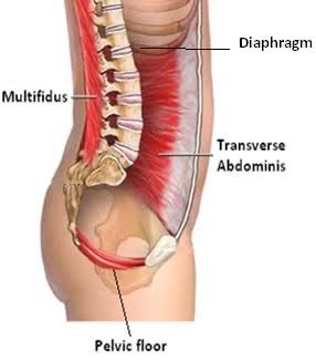 solunum anatomisi 3