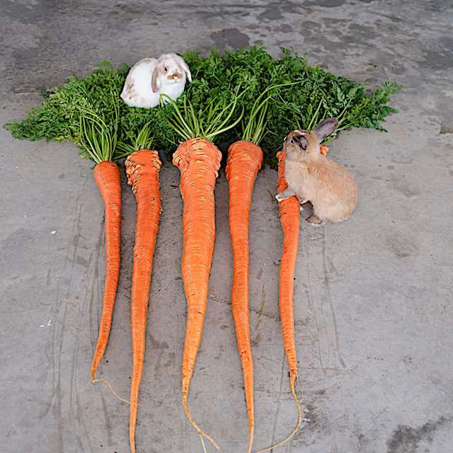 carrot_manpukuji_zs127_850x850.png