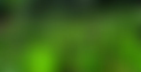 Wild garlic grows in profussion down in the South West of England