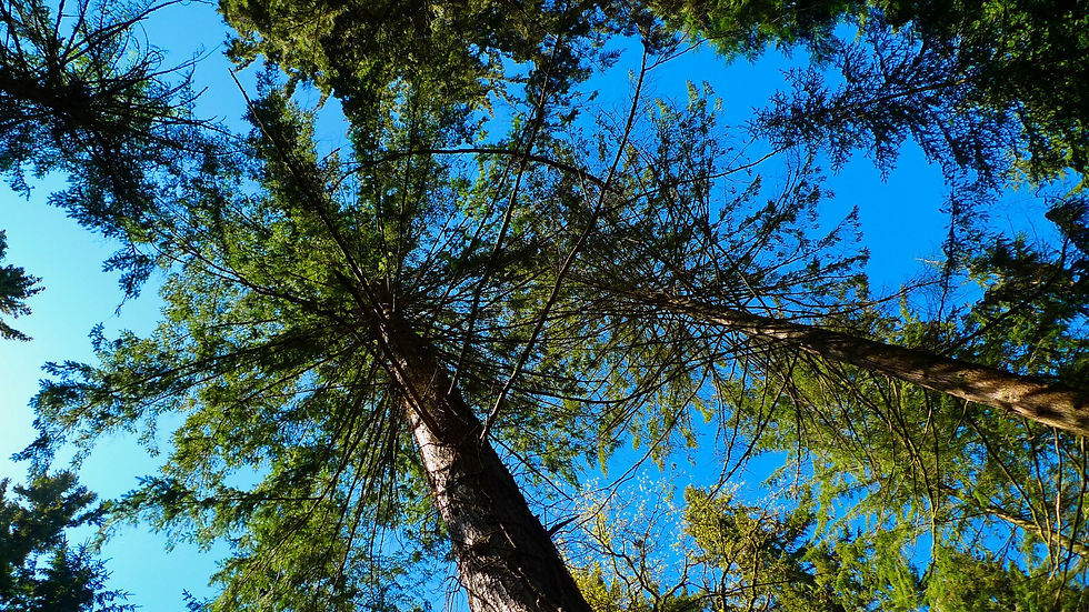 Tall trees near Dunster, Somerset