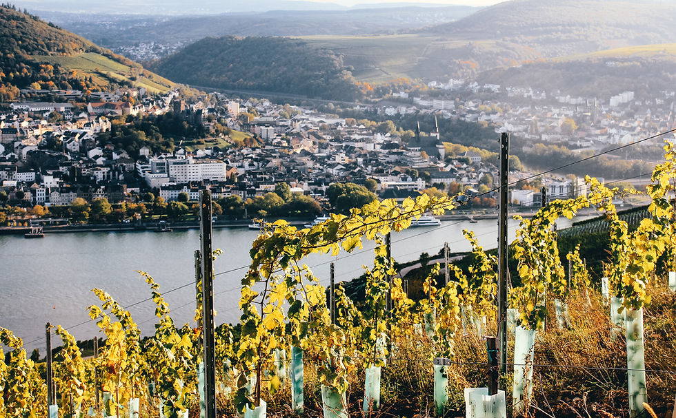 Classic vineyards and Rhine view