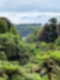 the jungle like aspect of Trebah Gardens in Cornwall