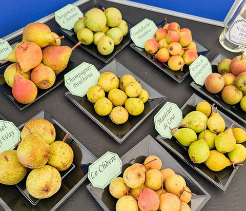 Three Counties Cider and Perry Association’s Annual Perry Festival: Celebrating Britain’s Finest Pear Drink