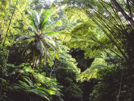 Hiking through the lush St Lucia rainforest canopy