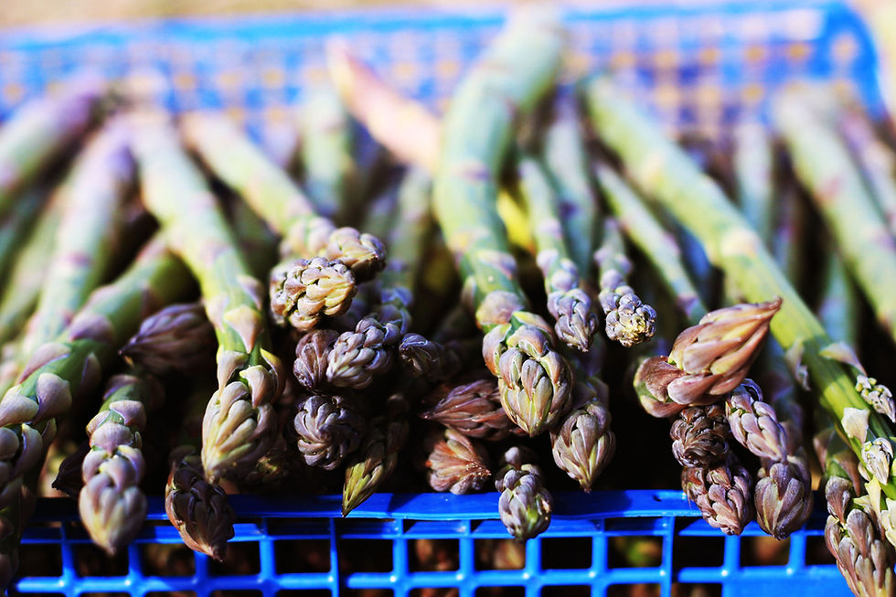Fresh local asparagus in Cornwall