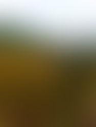 Forest Walks in the South West - Part 3