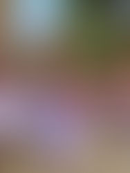 Sri Lanka Travel Update: Why the Island Remains Open and Welcoming After Cyclone Ditwa