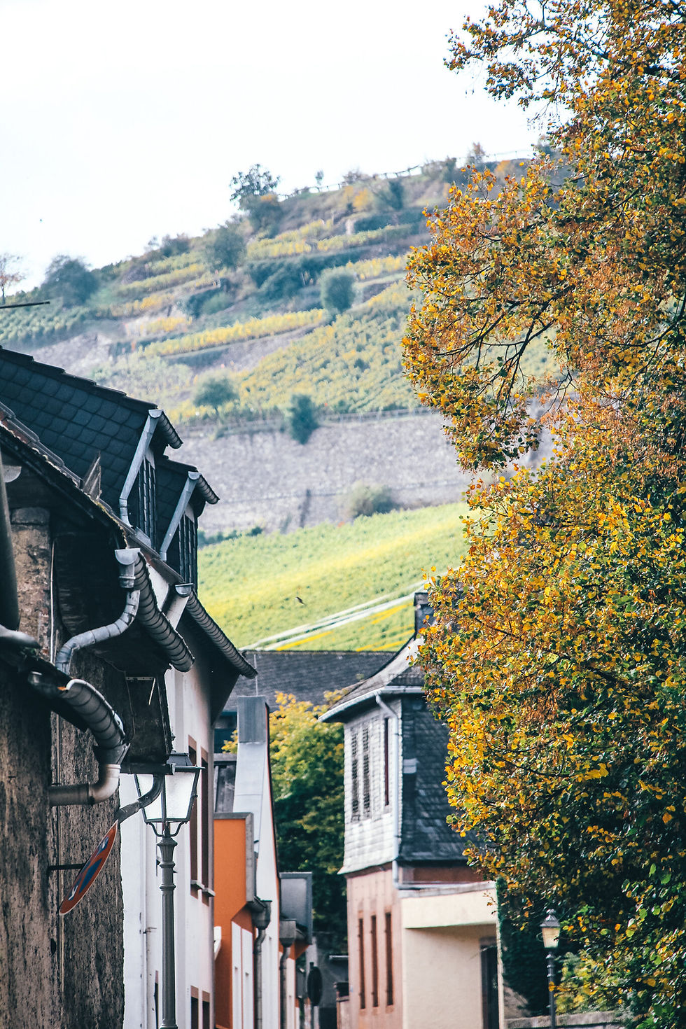 Looking up at the vineyards from Rüdesheim