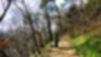The steep woodland walk, Shaftesbury