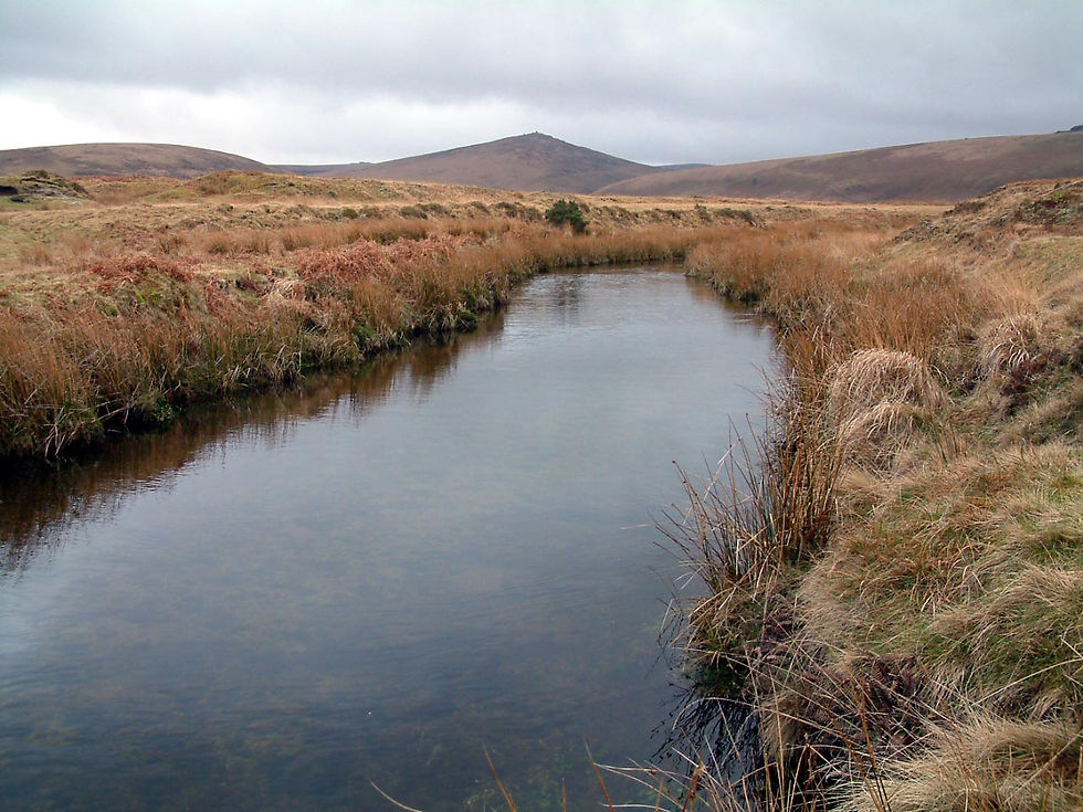 Steeperton Tor looms in the distance above the young River Taw