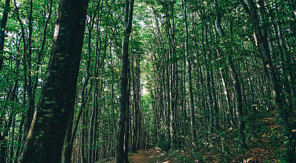 A cooling beech glade on Exmoor