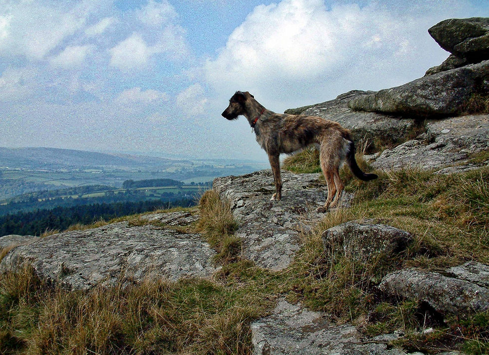 Monty the lurcher at Buckland Beacon