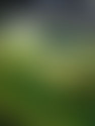 Exmoor Walks: A Hike Through Simonsbath’s History and Scenery 🌿