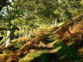 path towards Weacombe on the Quantock Hills