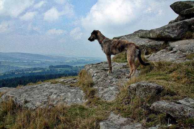 Monty the Lurchar stands guard over the Ten Commandments at Buckland Beacon on Dartmoor
