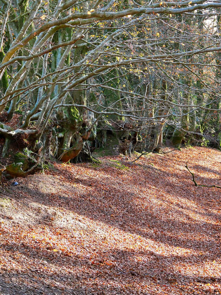Dorset Walks - Lambert's Castle Hill