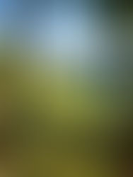 Exmoor Walks: Hopcott - Minehead to Dunster