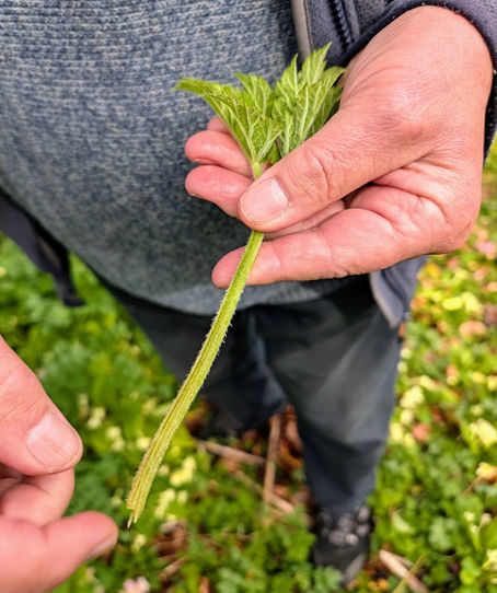 Wild "spring greens" from the hedgerow