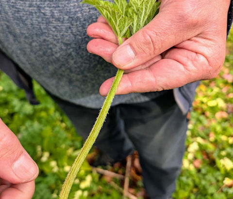 Springtime Foraging In The UK