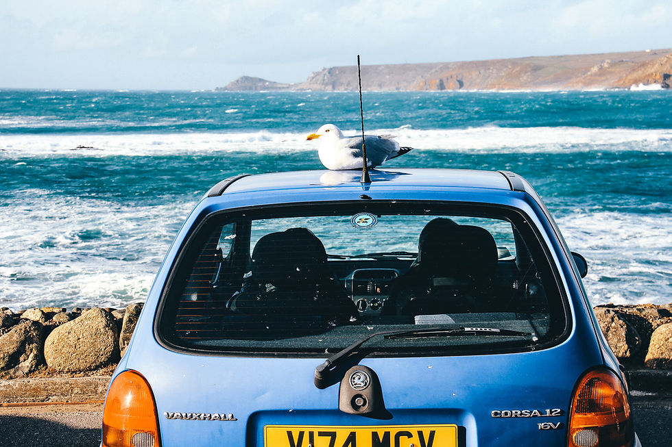 Seagull on a car roof at Sennen