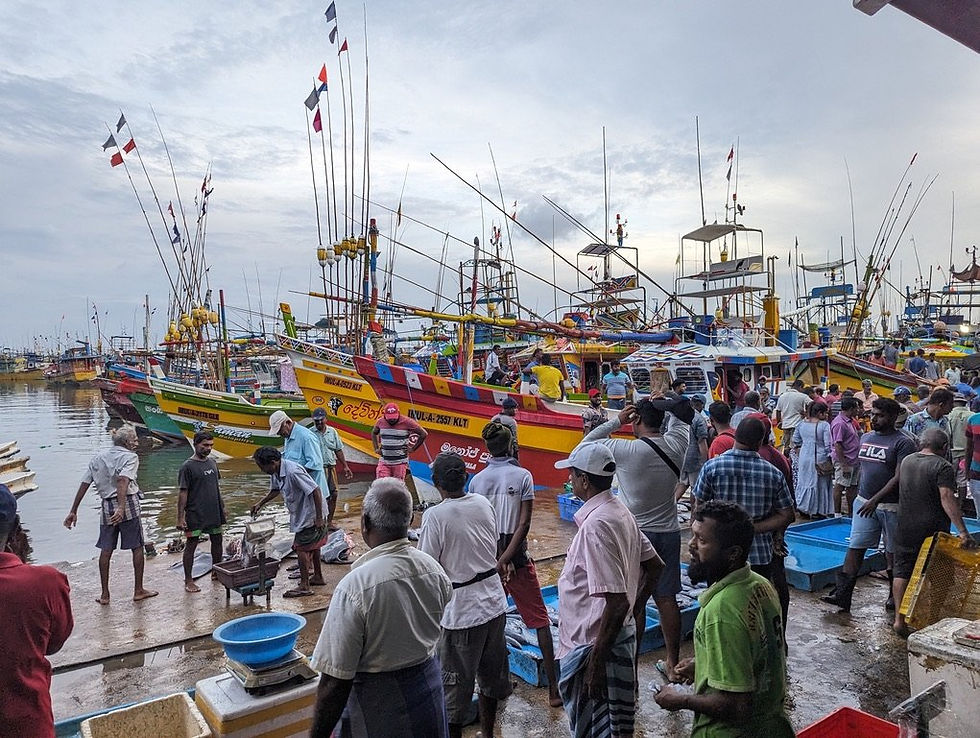 Visit to Beruwala Fish Harbour, South West Sri Lanka