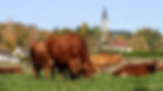 _O2A0047_edited_edited.jpg