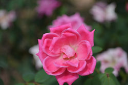 Pretty in Pink