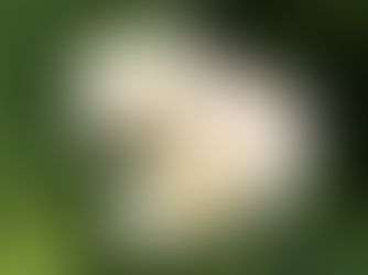 A sketchbook and watercolors resting in a blooming flower garden.