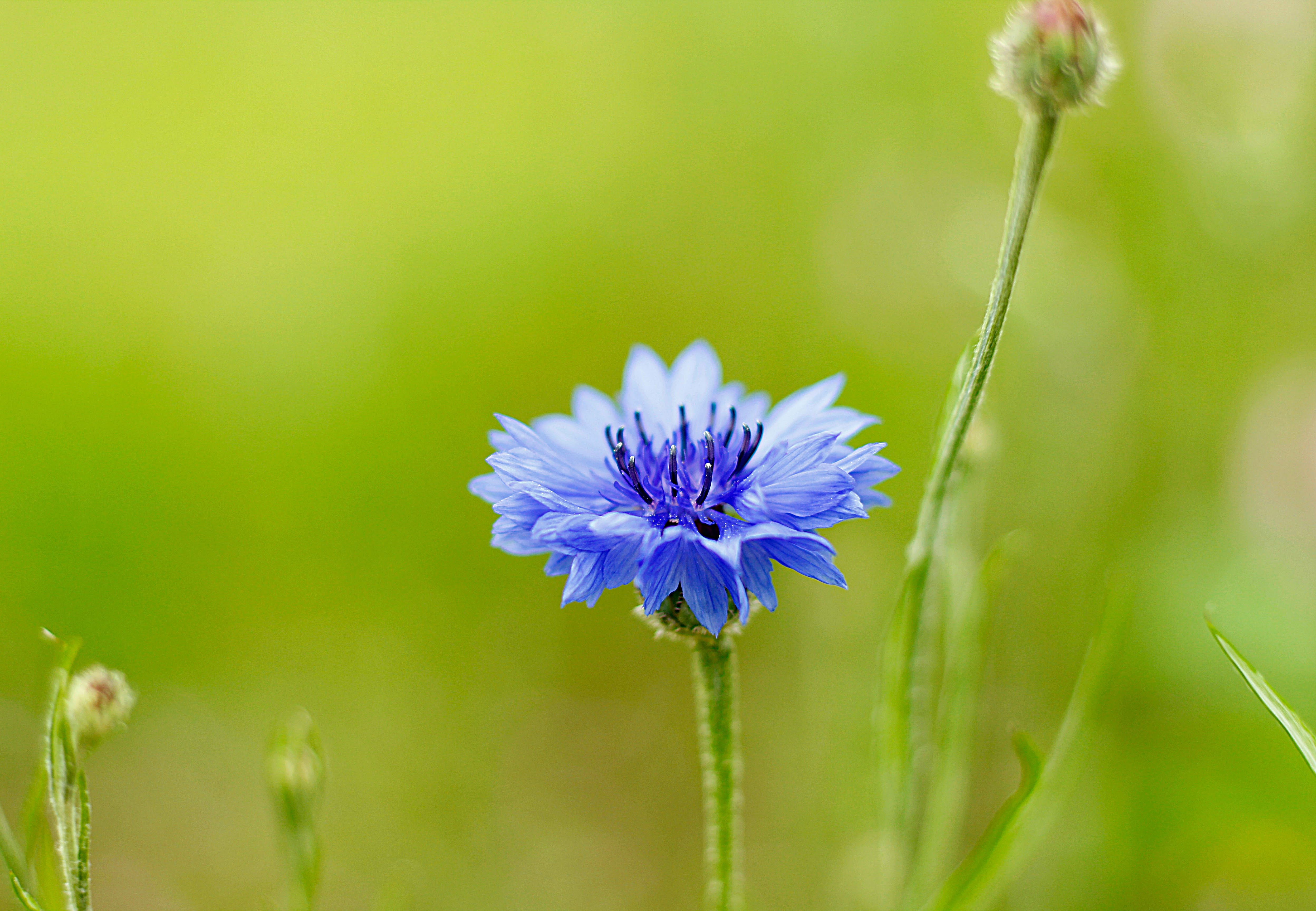 Korenbloem Natuurlijke Bloemenpracht